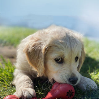 Bite-Resistant Rubber Treat Toy